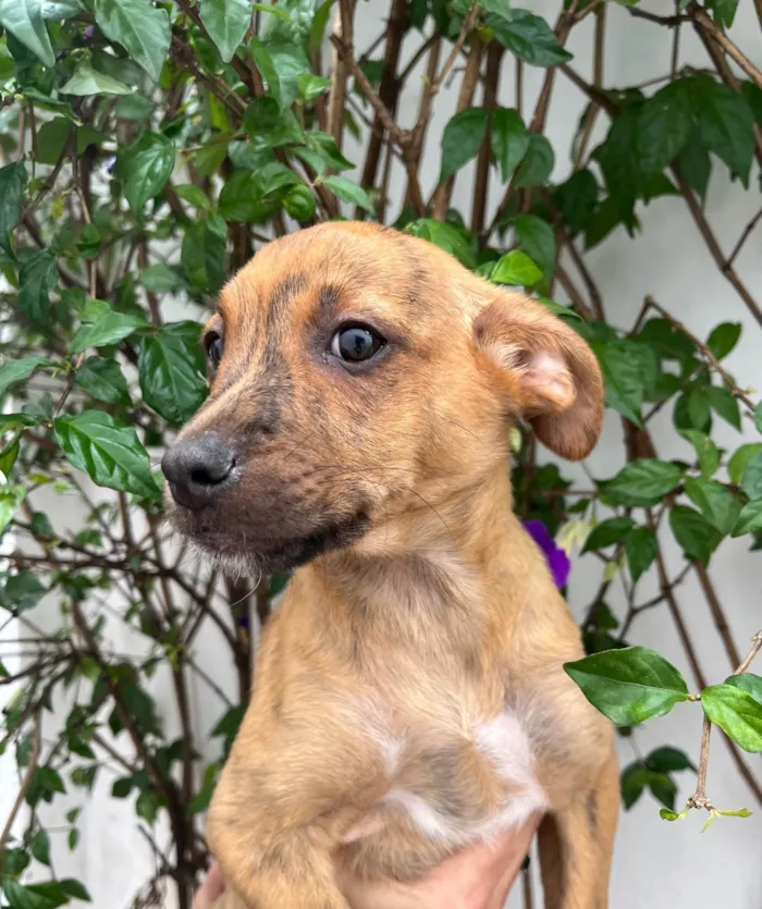 Cachorro ra a SRD-ViraLata idade 2 a 6 meses nome Naruto