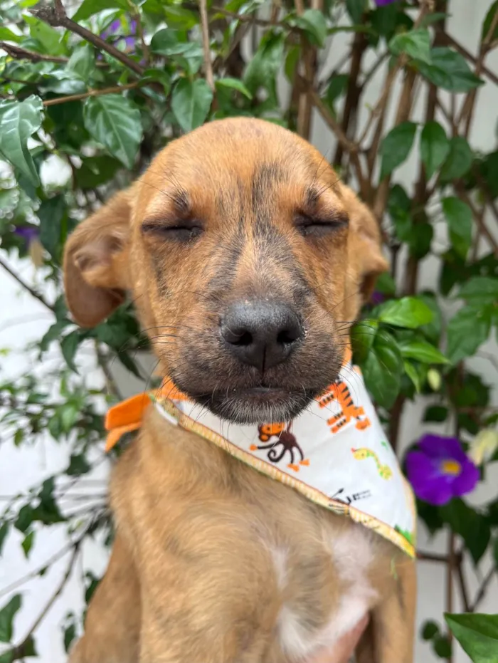 Cachorro ra a SRD-ViraLata idade 2 a 6 meses nome Naruto