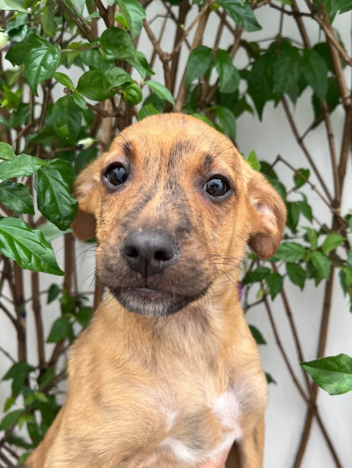 Cachorro ra a SRD-ViraLata idade 2 a 6 meses nome Naruto