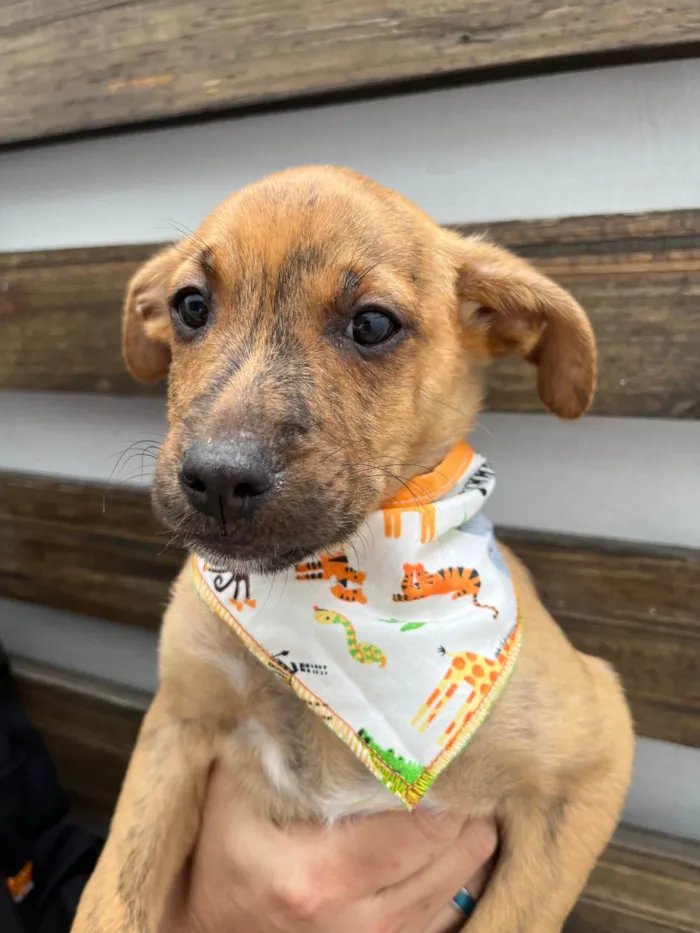 Cachorro ra a SRD-ViraLata idade 2 a 6 meses nome Naruto