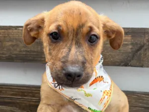 Cachorro raça SRD-ViraLata idade 2 a 6 meses nome Naruto