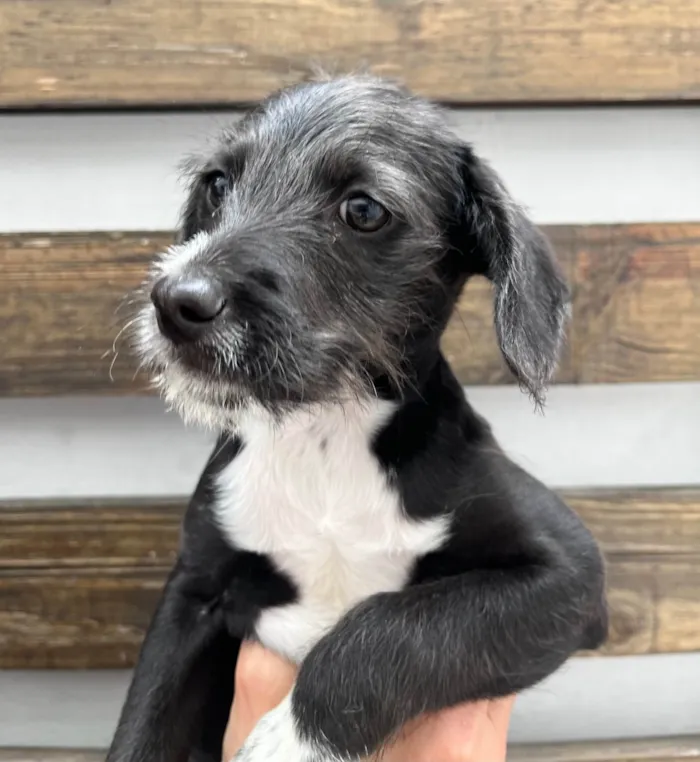 Cachorro ra a SRD-ViraLata idade 2 a 6 meses nome Sasuke