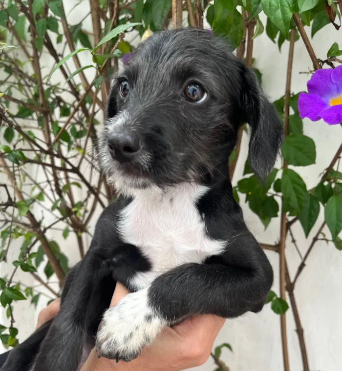 Cachorro ra a SRD-ViraLata idade 2 a 6 meses nome Sasuke