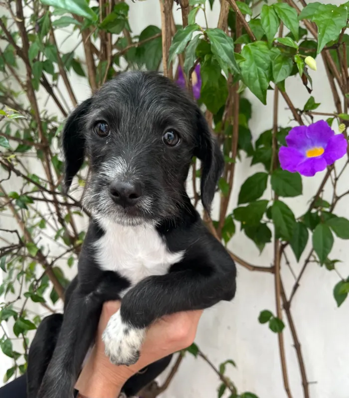 Cachorro ra a SRD-ViraLata idade 2 a 6 meses nome Sasuke