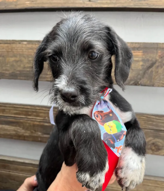 Cachorro ra a SRD-ViraLata idade 2 a 6 meses nome Sasuke