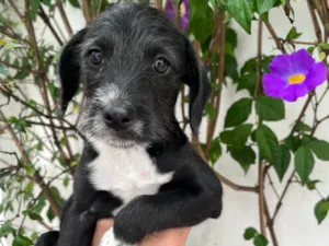 Cachorro raça SRD-ViraLata idade 2 a 6 meses nome Sasuke