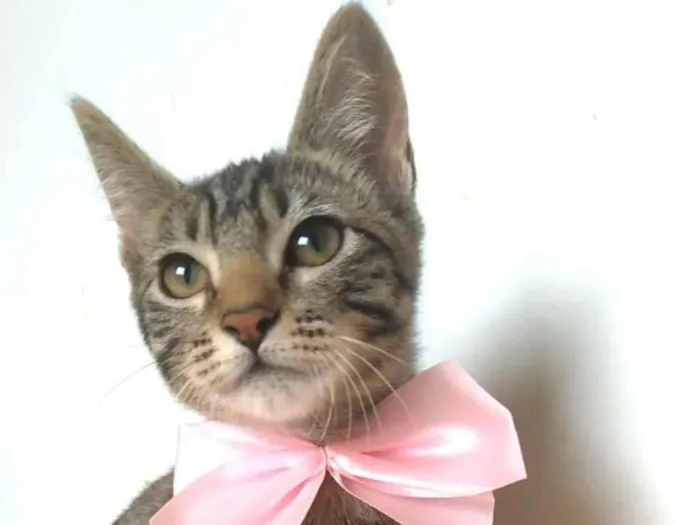 Gato ra a srd tigradinha idade 2 a 6 meses nome YUKA FLOR