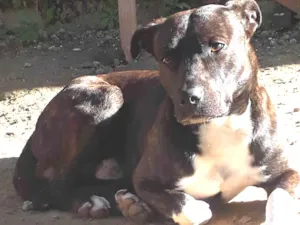 Cachorro raça American Staffordshire Terrier idade 1 ano nome Jhow