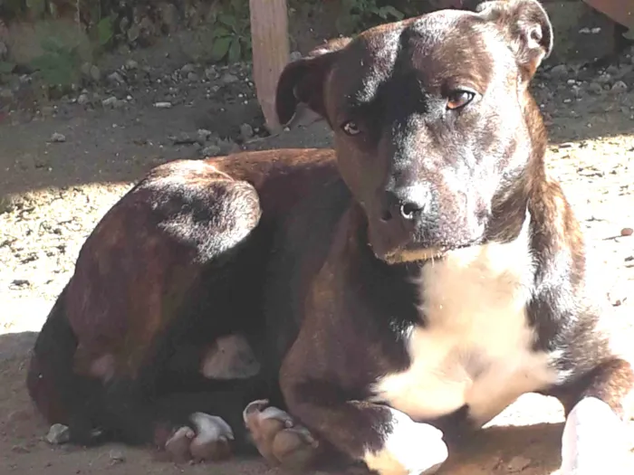 Cachorro ra a American Staffordshire Terrier idade 1 ano nome Jhow