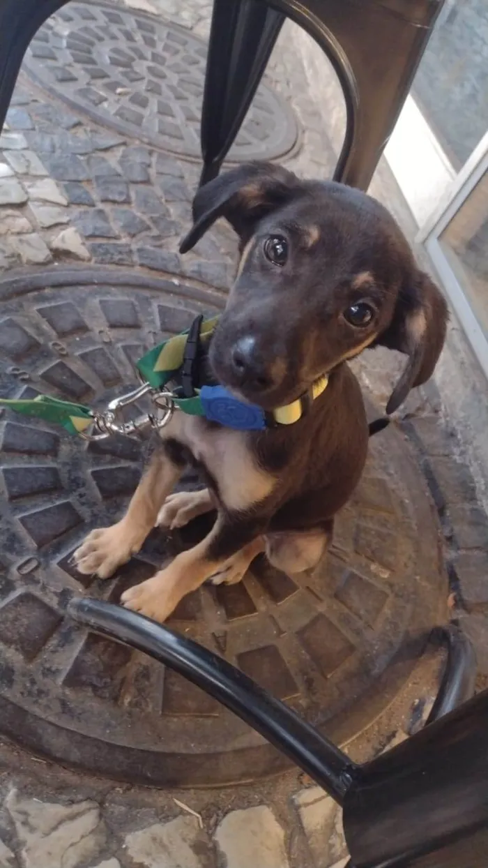 Cachorro ra a SRD-ViraLata idade 2 a 6 meses nome Jane