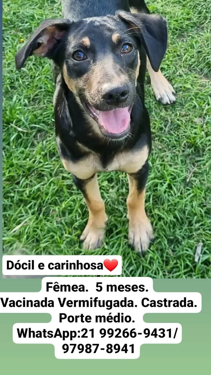 Cachorro ra a SRD-ViraLata idade 2 a 6 meses nome Jane