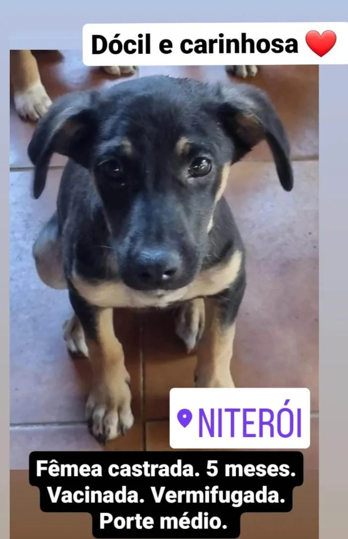 Cachorro ra a SRD-ViraLata idade 2 a 6 meses nome Jane