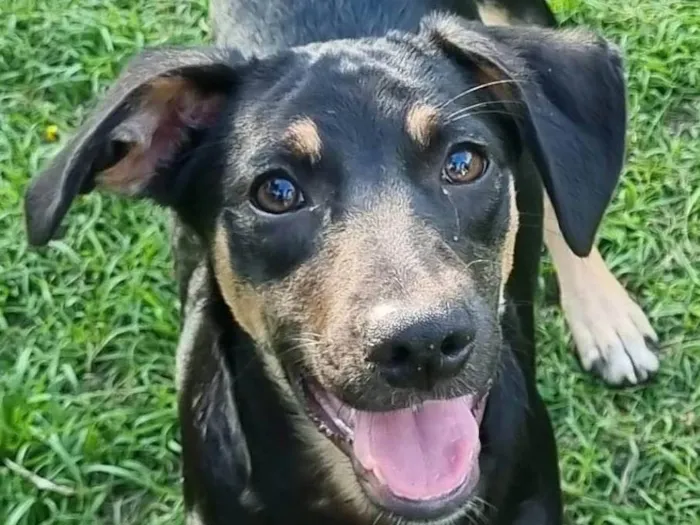 Cachorro ra a SRD-ViraLata idade 2 a 6 meses nome Jane