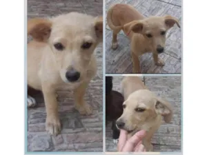 Cachorro raça SRD-ViraLata idade 2 a 6 meses nome Sol