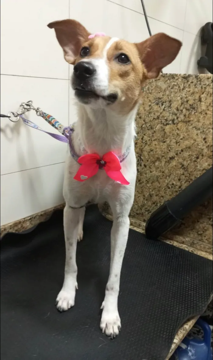 Cachorro ra a Srd idade 1 ano nome Jade