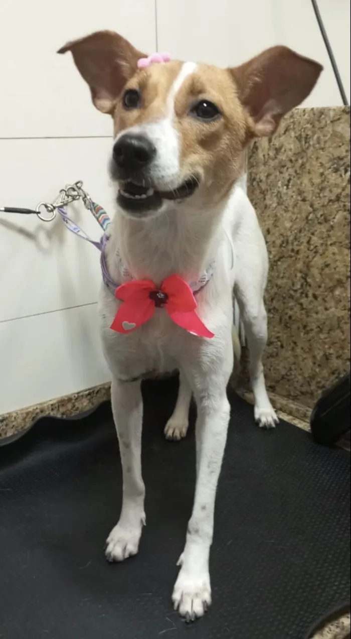 Cachorro ra a Srd idade 1 ano nome Jade