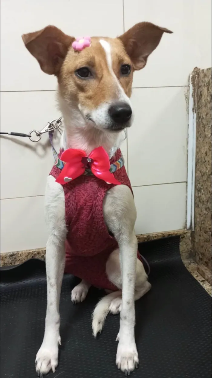 Cachorro ra a Srd idade 1 ano nome Jade