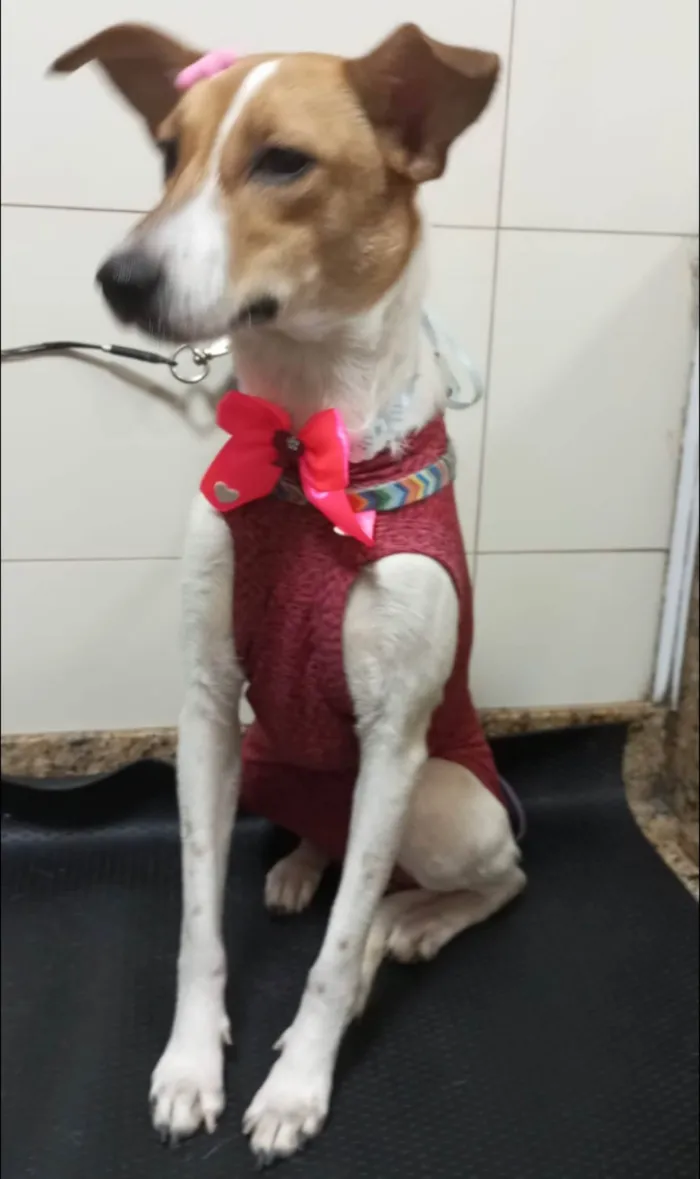 Cachorro ra a Srd idade 1 ano nome Jade