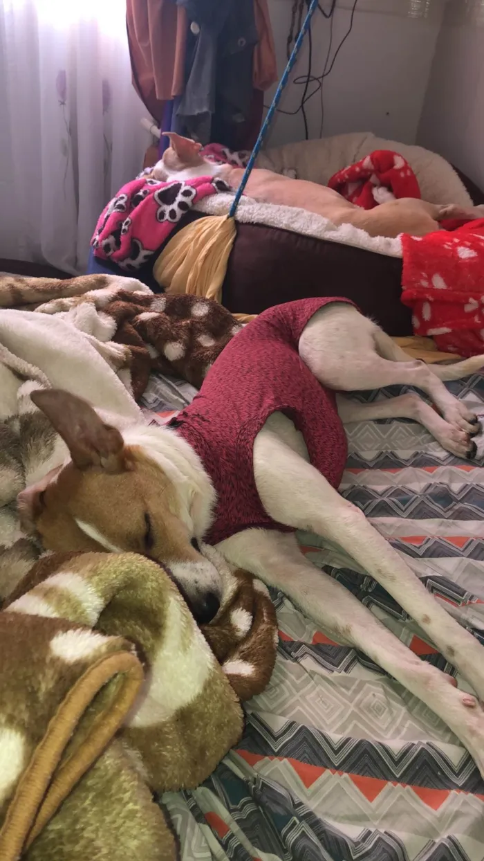 Cachorro ra a Srd idade 1 ano nome Jade