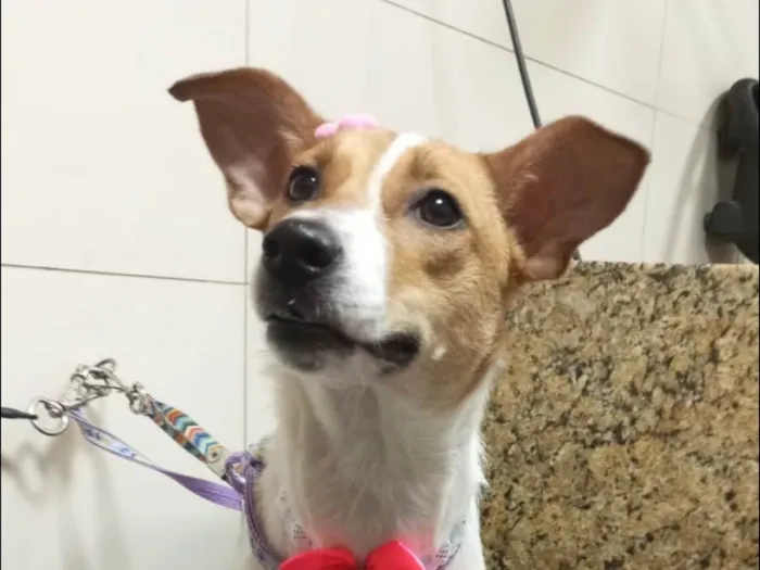 Cachorro ra a Srd idade 1 ano nome Jade