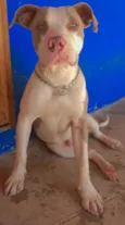 Bart