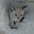 ..