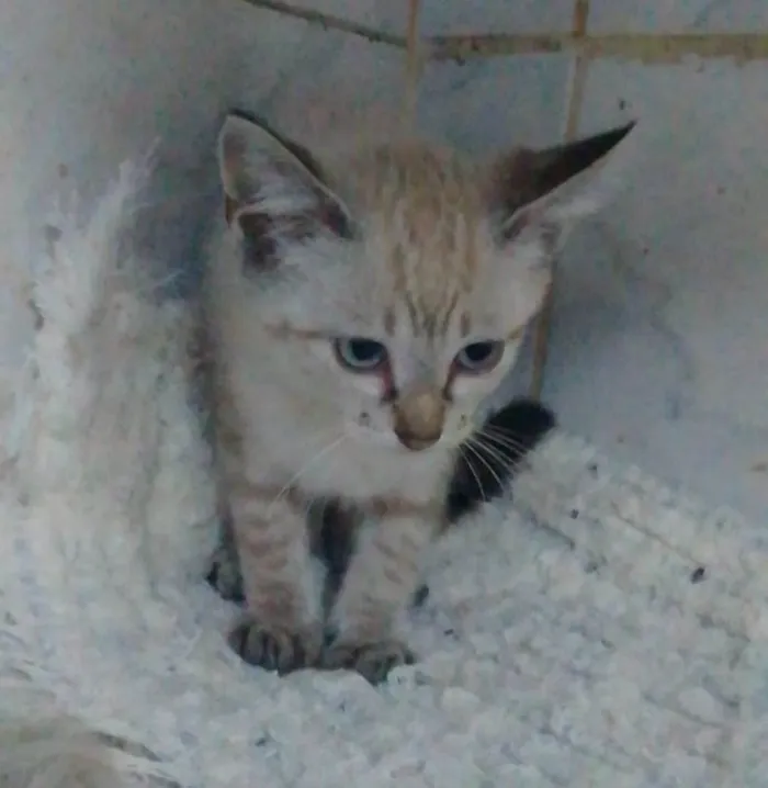 Gato ra a Srd idade 2 a 6 meses nome ..