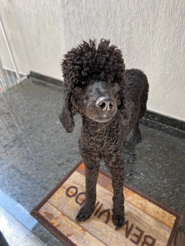 Cachorro ra a Poodle idade 1 ano nome Atreus