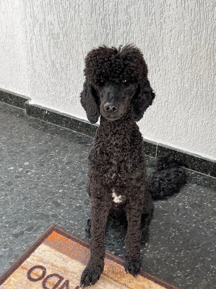 Cachorro ra a Poodle idade 1 ano nome Atreus