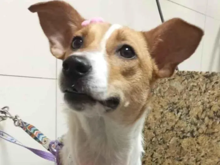 Cachorro ra a Srd idade 1 ano nome Jade
