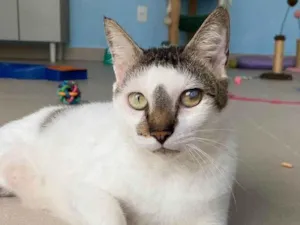 Gato raça srd idade 2 anos nome ADAN