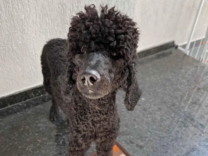 Cachorro ra a Poodle idade 1 ano nome Atreus