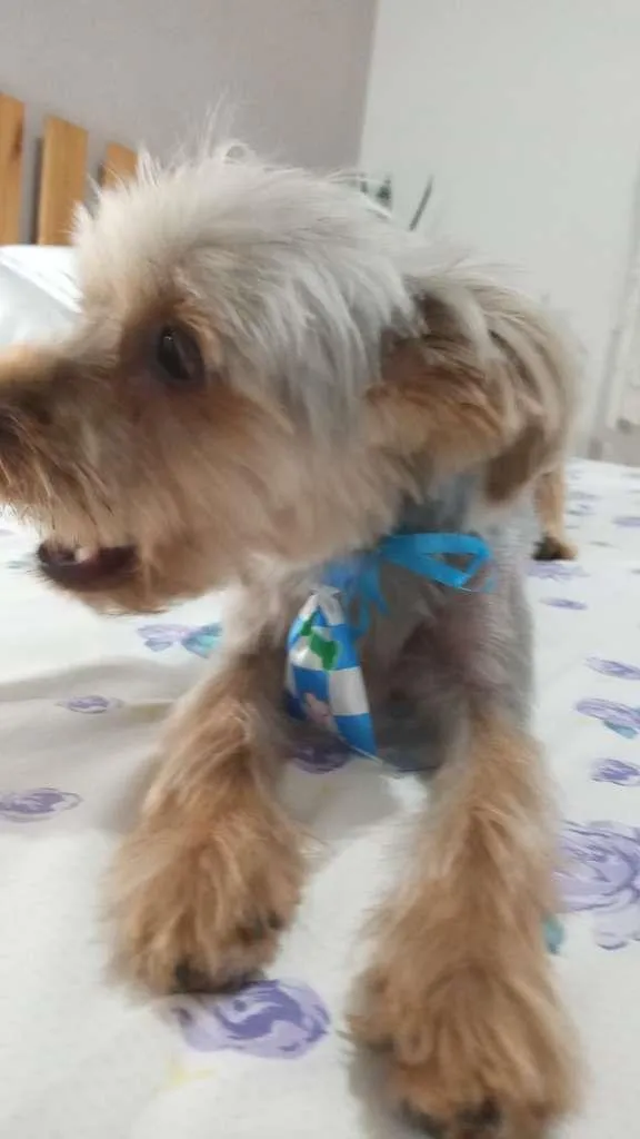 Cachorro ra a Yorkshire idade 1 ano nome Rupy