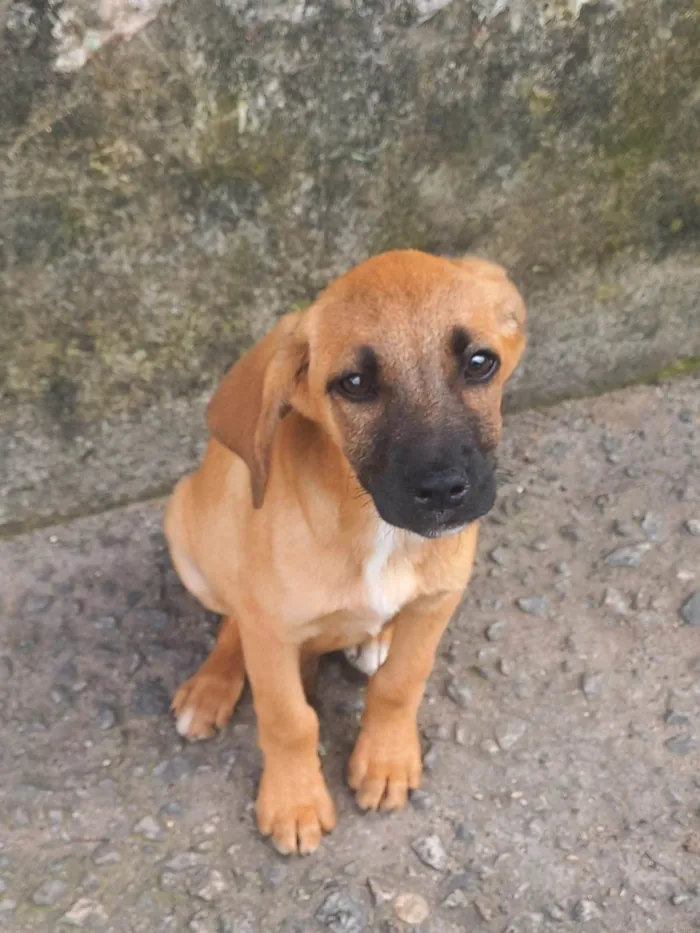 Cachorro ra a Sem raça definida  idade 2 a 6 meses nome Sem nome