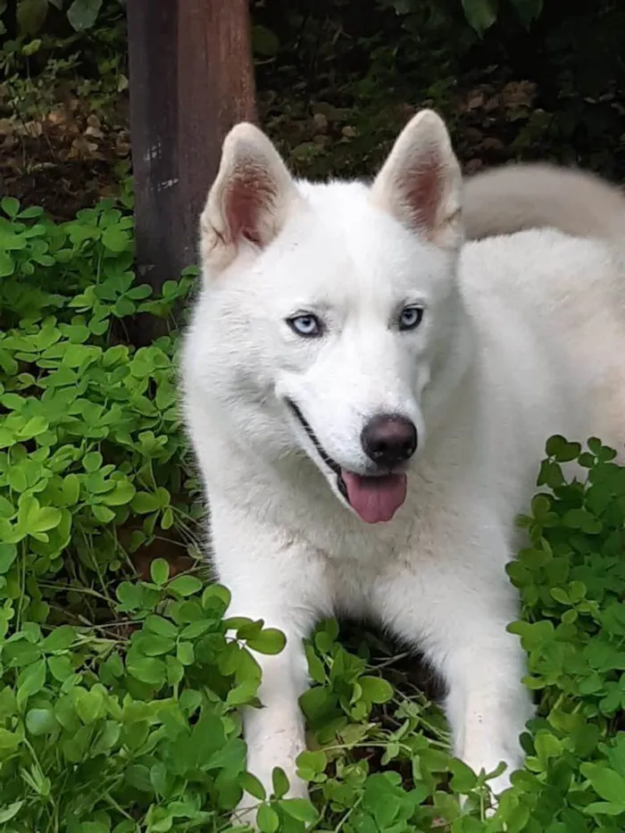 Cachorro ra a Huscky siberiano idade 2 anos nome Arien