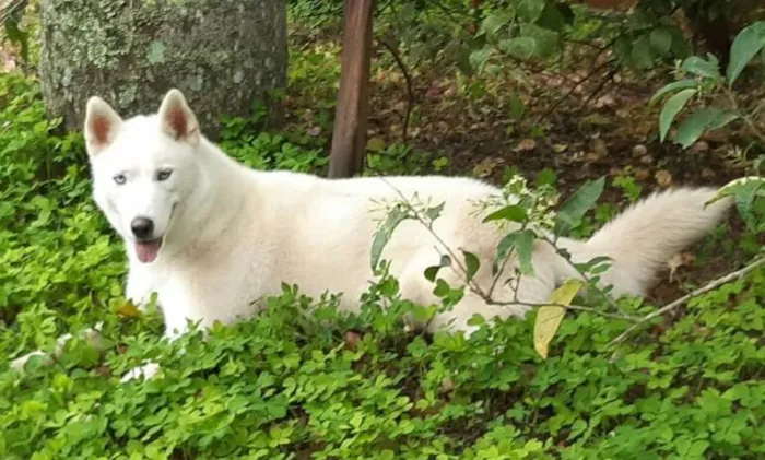 Cachorro ra a Huscky siberiano idade 2 anos nome Arien