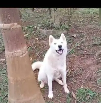 Cachorro ra a Huscky siberiano idade 2 anos nome Arien