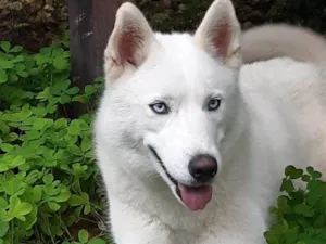 Cachorro raça Huscky siberiano idade 2 anos nome Arien