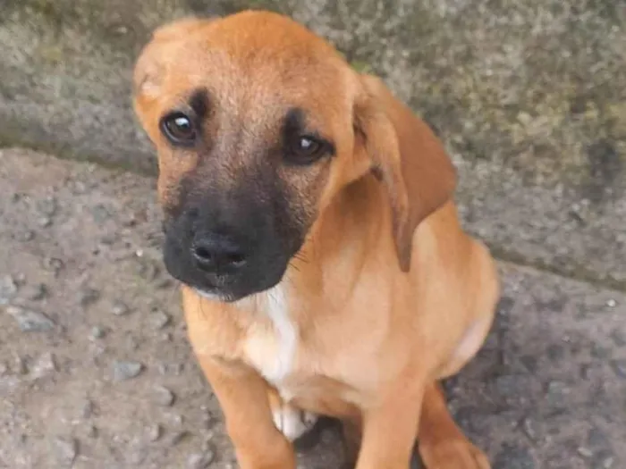Cachorro ra a Sem raça definida  idade 2 a 6 meses nome Sem nome