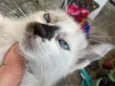 Gatos
