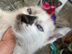 Gato raça Siamês idade Abaixo de 2 meses nome Gatos