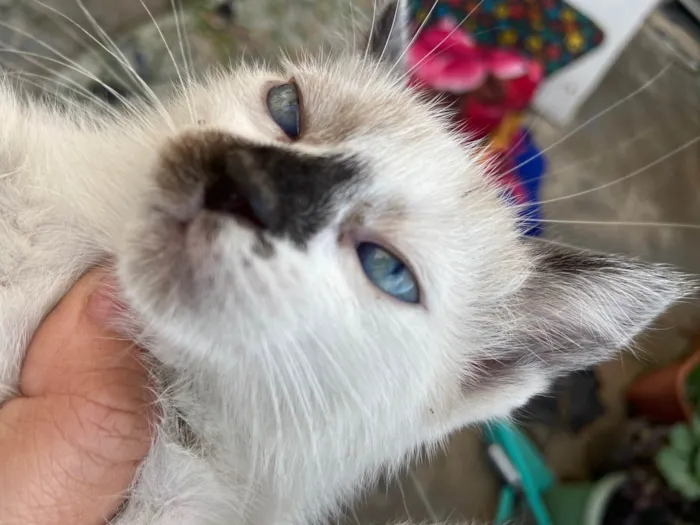 Gato ra a Siamês idade Abaixo de 2 meses nome Gatos