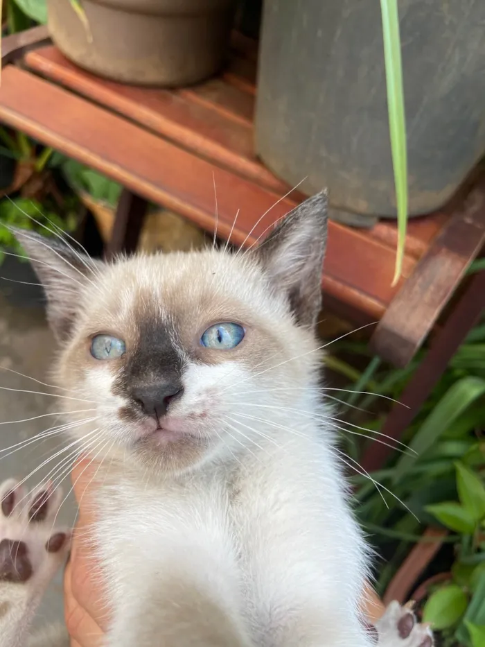 Gato ra a Siamês idade Abaixo de 2 meses nome Gatos