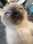 Gatos