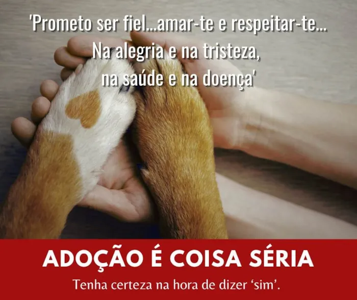 Cachorro ra a Srd idade 2 a 6 meses nome Soneca