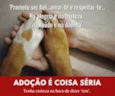 Soneca