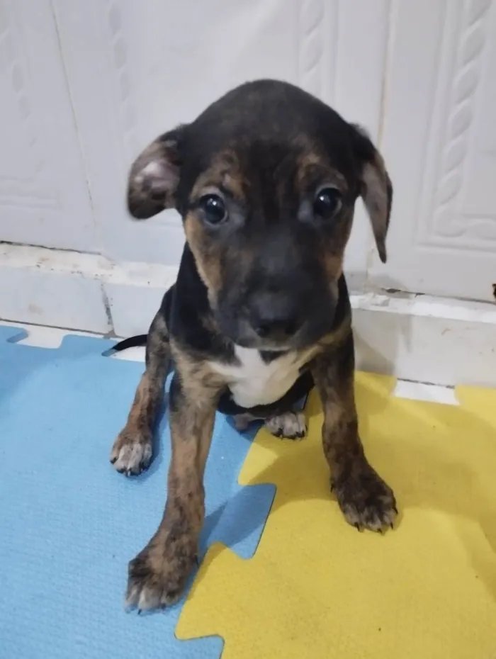 Cachorro ra a Srd idade 2 a 6 meses nome Soneca