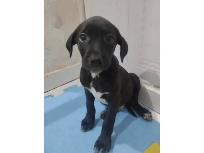 Cachorro ra a Srd idade 2 a 6 meses nome Soneca