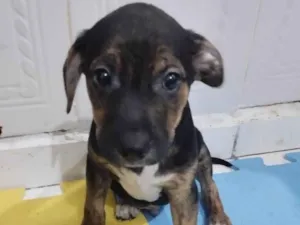 Cachorro raça Srd idade 2 a 6 meses nome Soneca