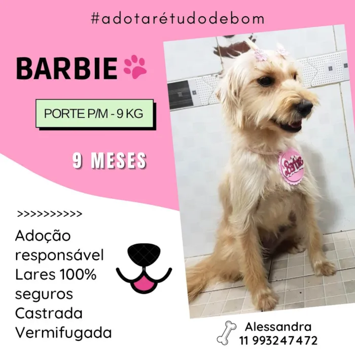 Cachorro ra a SRD-ViraLata idade 7 a 11 meses nome Barbie